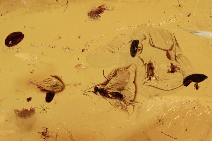 Fossil Wasp, Springtails, and Flower Anthers In Baltic Amber #272108